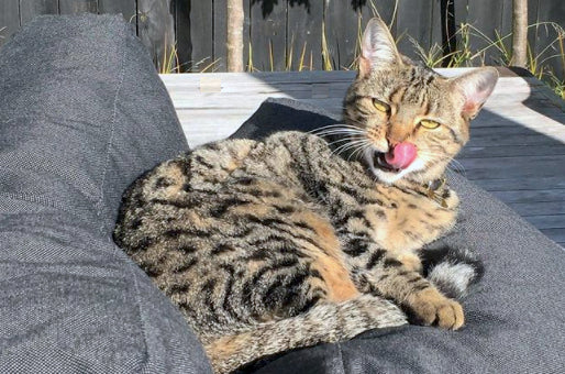 Choosing your outdoor furniture - It's a jungle out there